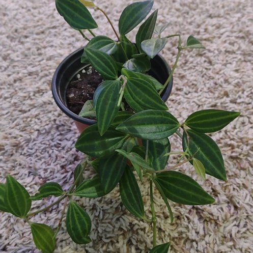 Photo of the plant species Rocca Verde by @WittyAutumnsage named Tolkien on Greg, the plant care app