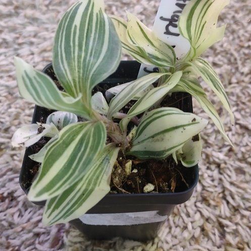 Photo of the plant species Tradescantia 'Angel Wings' by @WittyAutumnsage named Curie on Greg, the plant care app
