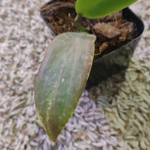 Photo of the plant species Golden Flame by @WittyAutumnsage named Surya on Greg, the plant care app