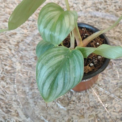 Photo of the plant species Philodendron pastazanum 'Silver' by @WittyAutumnsage named Spike Leaves on Greg, the plant care app