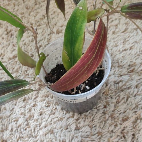 Photo of the plant species Hoya bordenii by @WittyAutumnsage named Bruce Lee on Greg, the plant care app