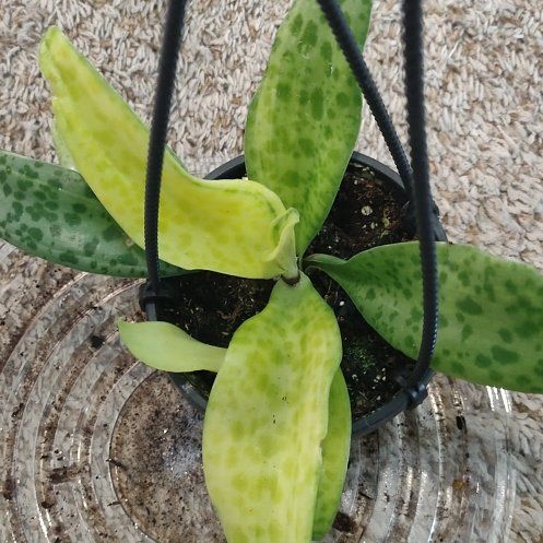 Photo of the plant species Variegated Leopard Lily by @WittyAutumnsage named Kylie on Greg, the plant care app