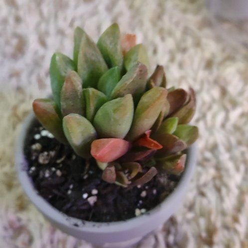 Photo of the plant species Variegated Star Cactus by @WittyAutumnsage named Dolores on Greg, the plant care app