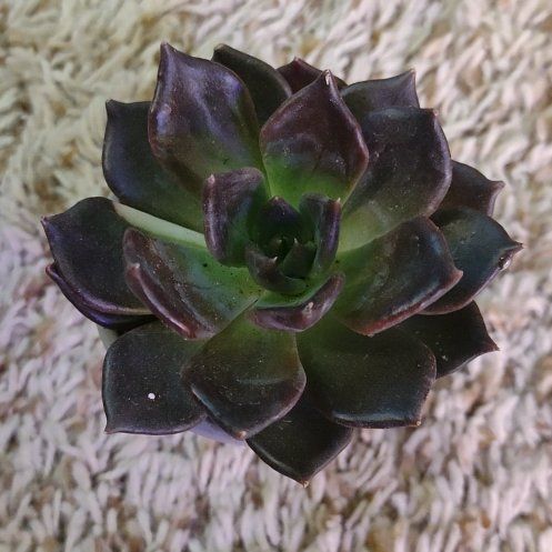 Photo of the plant species Variegated Echeveria by @WittyAutumnsage named 'Black Prince' on Greg, the plant care app