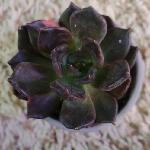Photo of the plant species Variegated Echeveria by @WittyAutumnsage named 'Black Prince' on Greg, the plant care app