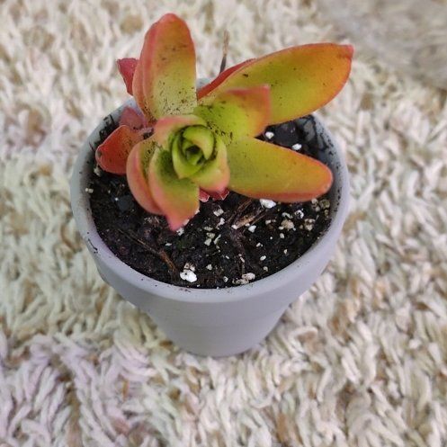 Photo of the plant species Crassula 'Campfire' by @WittyAutumnsage named Coco on Greg, the plant care app