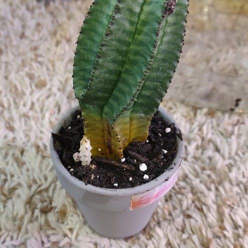 Photo of the plant species Euphorbia enopia by @WittyAutumnsage named Bodhi on Greg, the plant care app