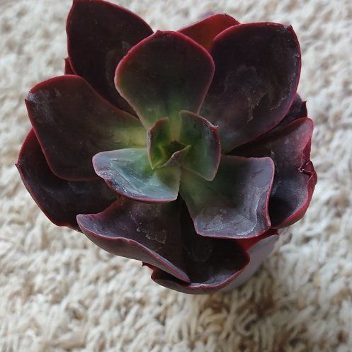 Photo of the plant species Green Pacific Echeveria by @WittyAutumnsage named Ulysses S Plant on Greg, the plant care app