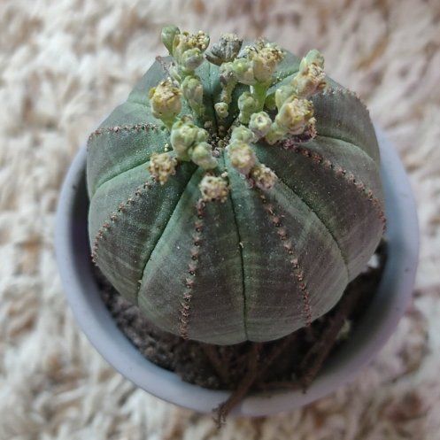 Photo of the plant species Baseball Plant by @WittyAutumnsage named Zion on Greg, the plant care app