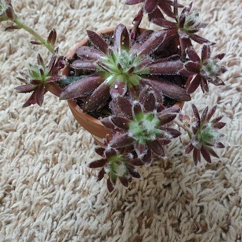 Photo of the plant species Sempervivum 'Black' by @WittyAutumnsage named 'Explosion' on Greg, the plant care app