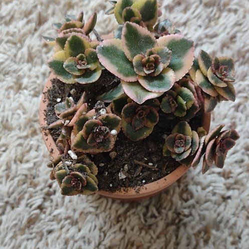 Photo of the plant species Caucasin stonecrop by @WittyAutumnsage named Fernie Mercury on Greg, the plant care app