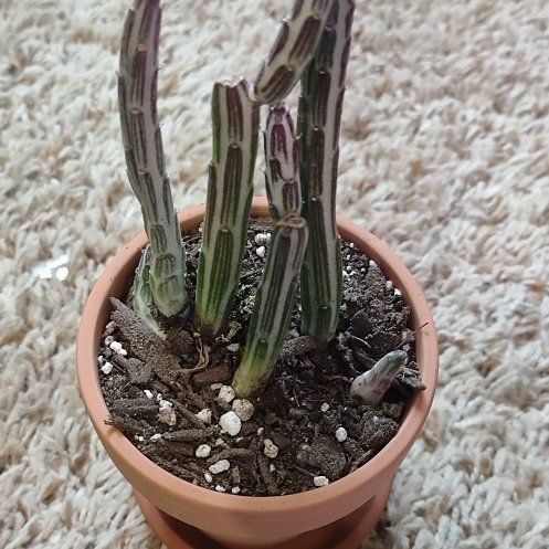 Photo of the plant species Variegated Pickle Plant by @WittyAutumnsage named Forrest on Greg, the plant care app