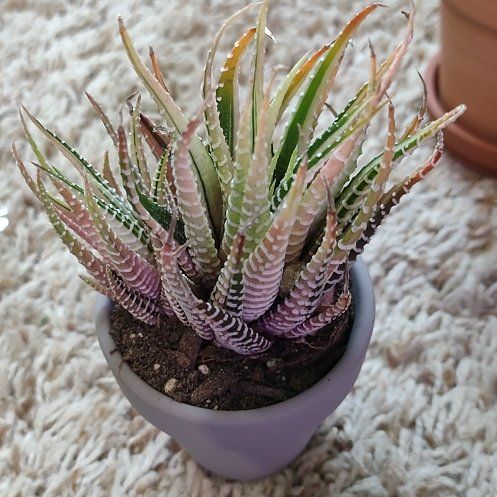 Photo of the plant species Variegated Zebra Haworthia by @WittyAutumnsage named Maya on Greg, the plant care app