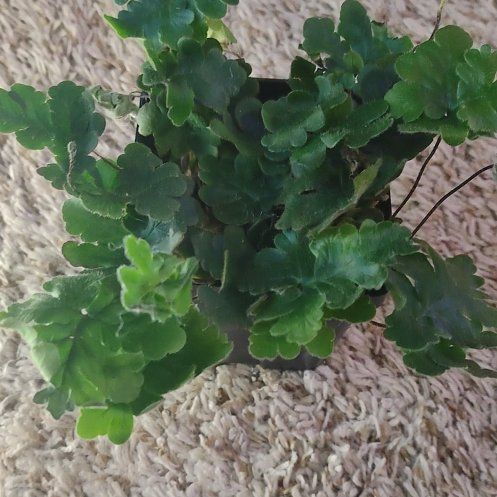 Photo of the plant species Antenna Bonatea by @WittyAutumnsage named Harmony on Greg, the plant care app