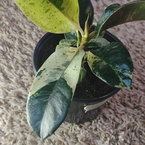 Photo of the plant species Ficus Shivereana Moonshine by @WittyAutumnsage named Captain Plant-it on Greg, the plant care app
