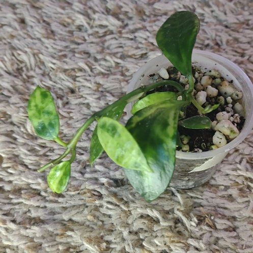 Photo of the plant species Hoya lacunosa 'Amarillo' by @WittyAutumnsage named Terra on Greg, the plant care app