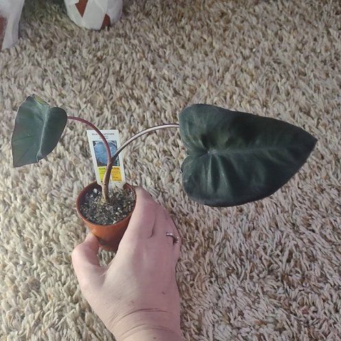 Photo of the plant species Colocasia 'Black Sapphire Gecko' by @WittyAutumnsage named Figyonce on Greg, the plant care app