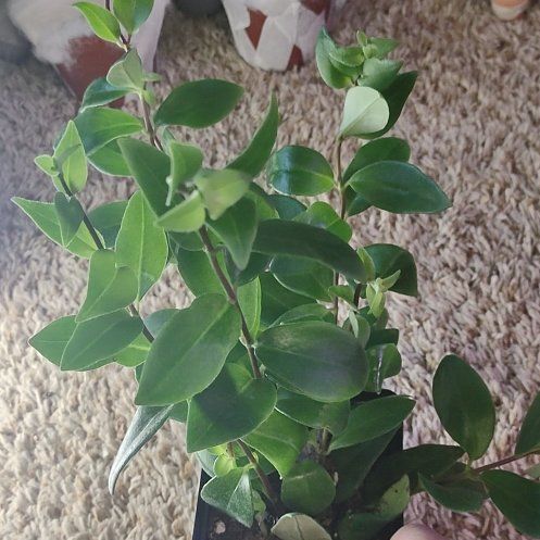 Photo of the plant species Calamus lobbianus by @WittyAutumnsage named Harry on Greg, the plant care app