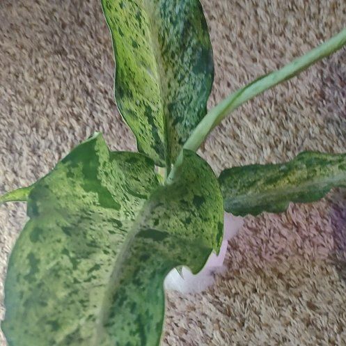 Photo of the plant species Camo Dumb Cane by @WittyAutumnsage named Mowie Wowie on Greg, the plant care app