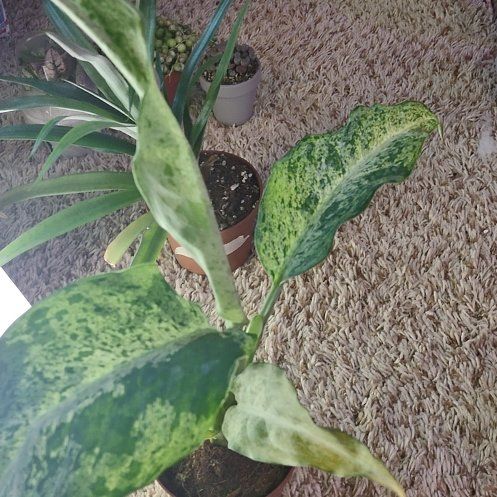Photo of the plant species Camo Dumb Cane by @WittyAutumnsage named 'Mowie Wowie' on Greg, the plant care app