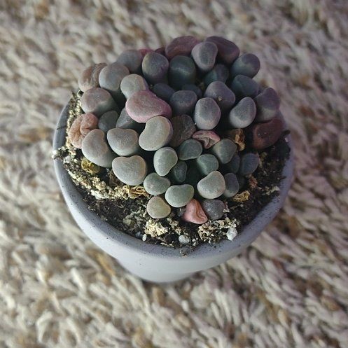 Photo of the plant species Baby Toes by @WittyAutumnsage named Doja Cat on Greg, the plant care app