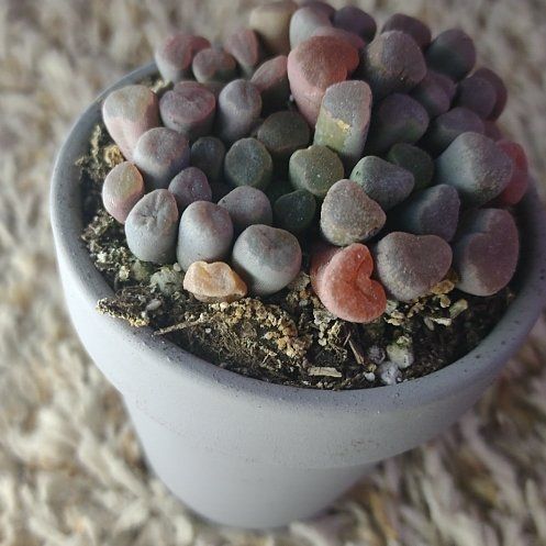 Photo of the plant species Baby Toes by @WittyAutumnsage named Daphne on Greg, the plant care app