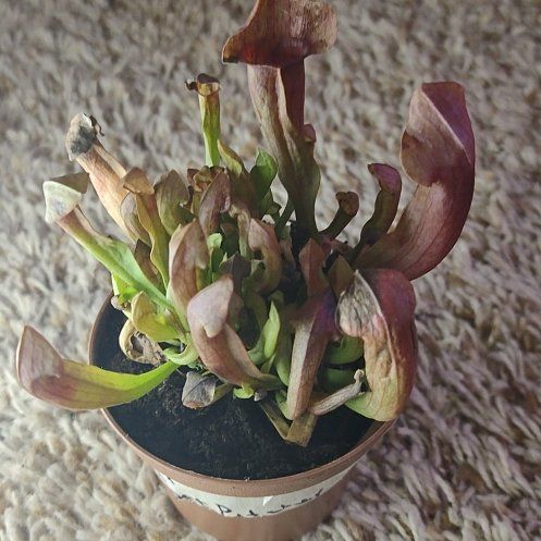 Photo of the plant species Maroon Pitcher Plant by @WittyAutumnsage named Zeus on Greg, the plant care app