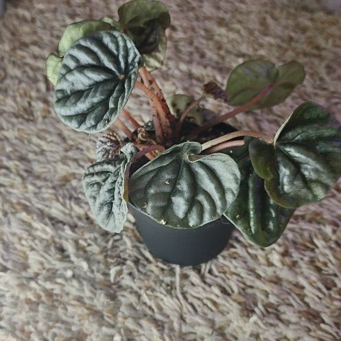 Photo of the plant species Silver Ripple Peperomia by @WittyAutumnsage named Taylor Swift on Greg, the plant care app