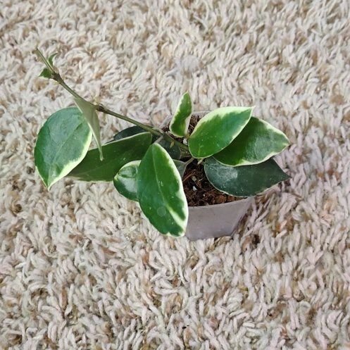 Photo of the plant species Hoya lacunosa ‘Asami’ (cCone 2) by @WittyAutumnsage named 'asami' on Greg, the plant care app