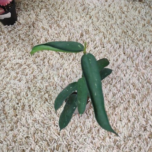 Photo of the plant species Hoya pandurata by @WittyAutumnsage named Pandurata 2 on Greg, the plant care app