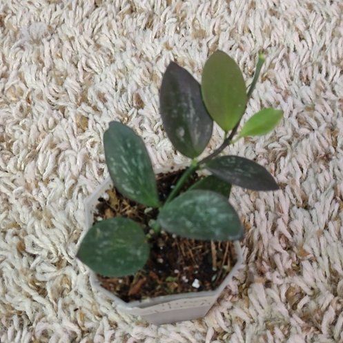 Photo of the plant species IR-26 by @WittyAutumnsage named Hoya Collina splash on Greg, the plant care app