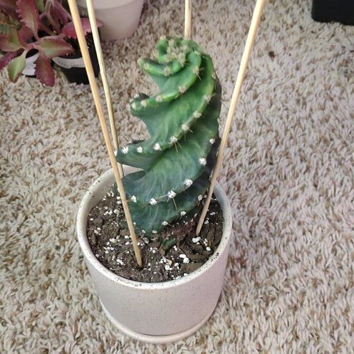 Photo of the plant species Spiral Cactus by @WittyAutumnsage named Robert Plant on Greg, the plant care app
