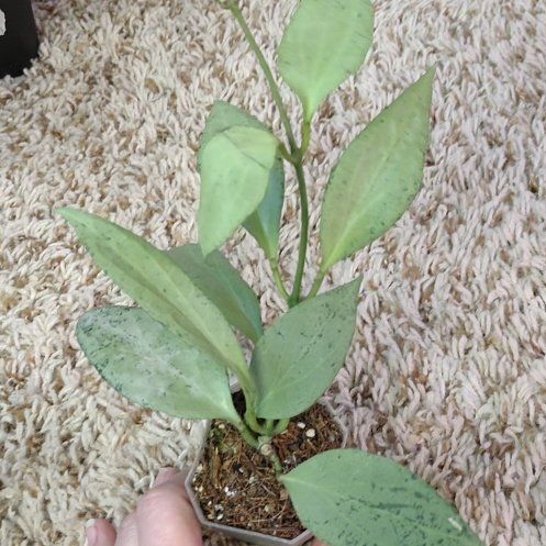 Photo of the plant species Hoya 'New Guinea Ghost' by @WittyAutumnsage named Zeus on Greg, the plant care app