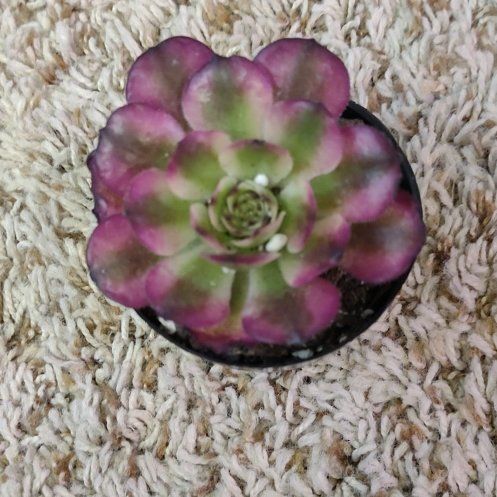 Photo of the plant species Aeonium 'Mardi Gras™' by @WittyAutumnsage named Foxxy on Greg, the plant care app