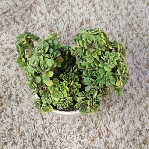 Photo of the plant species Irish Bouquet by @WittyAutumnsage named Stella on Greg, the plant care app
