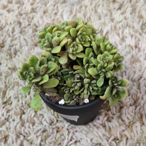 Photo of the plant species Irish Bouquet by @WittyAutumnsage named Orlando Bloom on Greg, the plant care app