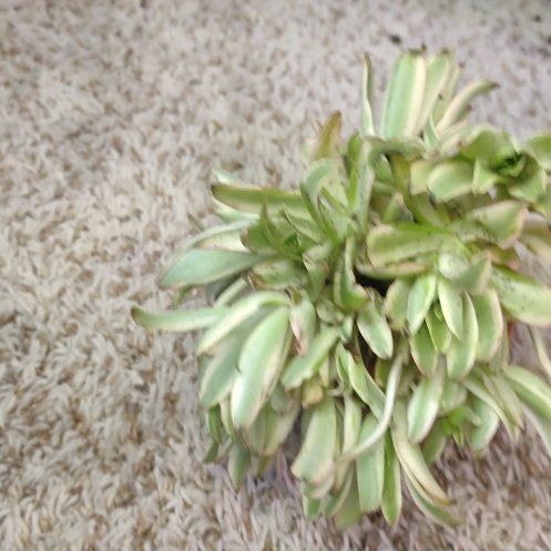 Photo of the plant species Margo by @WittyAutumnsage named Coco on Greg, the plant care app