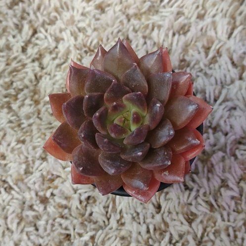 Photo of the plant species Sempervivum 'Samba' by @WittyAutumnsage named Harper on Greg, the plant care app
