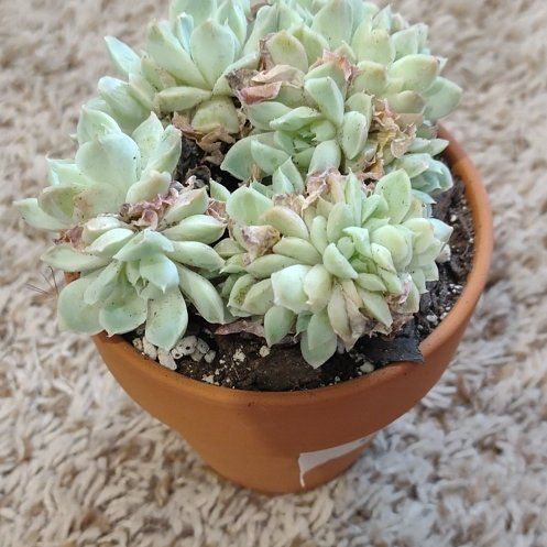 Photo of the plant species Echeveria Blue Atoll by @WittyAutumnsage named Mollie on Greg, the plant care app