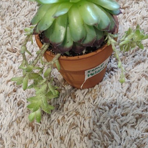 Photo of the plant species Melanie Hens and Chicks by @WittyAutumnsage named Aria on Greg, the plant care app