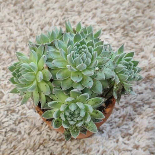 Photo of the plant species Sempervivum 'Sweetheart' by @WittyAutumnsage named 'sweet' on Greg, the plant care app