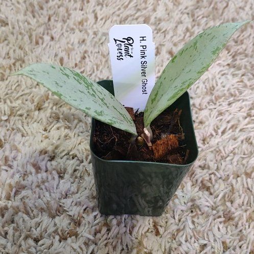 Photo of the plant species Hoya 'Silver Pink' by @WittyAutumnsage named 'pink silver ghost' on Greg, the plant care app
