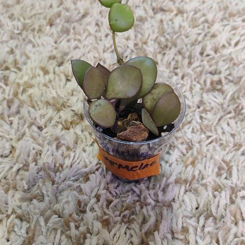 Photo of the plant species Hoya carmelae by @WittyAutumnsage named Emerson on Greg, the plant care app