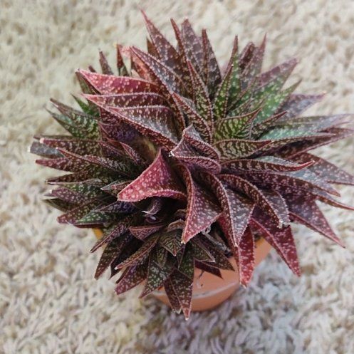 Photo of the plant species Gasteraloe by @WittyAutumnsage named Leonardo on Greg, the plant care app