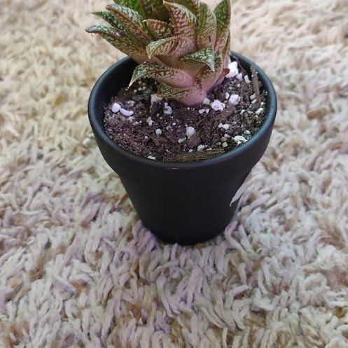 Photo of the plant species Gasteraloe by @WittyAutumnsage named Captain Plant-it on Greg, the plant care app