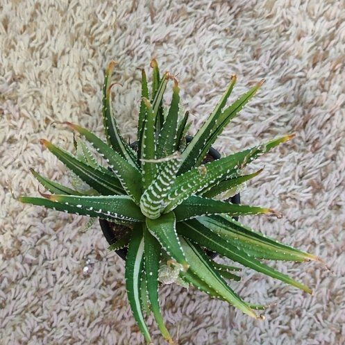 Photo of the plant species Variegated Zebra Haworthia by @WittyAutumnsage named Planty on Greg, the plant care app