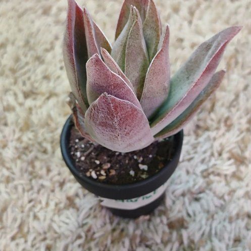 Photo of the plant species Crassula 'Garnet Lotus' by @WittyAutumnsage named Demi on Greg, the plant care app