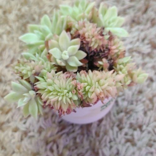 Photo of the plant species Echeveria Blue Atoll by @WittyAutumnsage named Michelle Branch on Greg, the plant care app