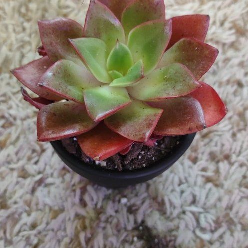 Photo of the plant species Salsa Verde Echeveria by @WittyAutumnsage named Cleopatra on Greg, the plant care app