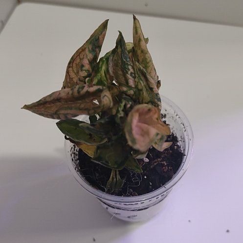 Photo of the plant species Syngonium Pink Rolli by @WittyAutumnsage named Rihanna on Greg, the plant care app